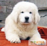 藏獒幼犬的科学饲养