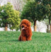 1-6周的泰迪幼犬怎么喂养？