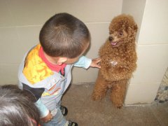 怎样祛除狗狗的三大臭