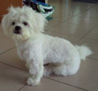 怎样让狗狗的毛发变得更好？