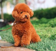 泰迪犬可以吃人吃的东西吗？