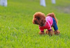 泰迪熊的喂食需要讲究哪些