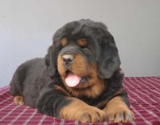 生不来不久的小藏獒怎么养？