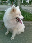 宠物狗美毛的狗粮有哪些？哪种比