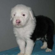 宠物狗在哺乳期间有没有必要补充