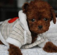 怎么喂泰迪熊犬来补钙？