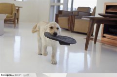 怎么训练宠物狗狗呢？