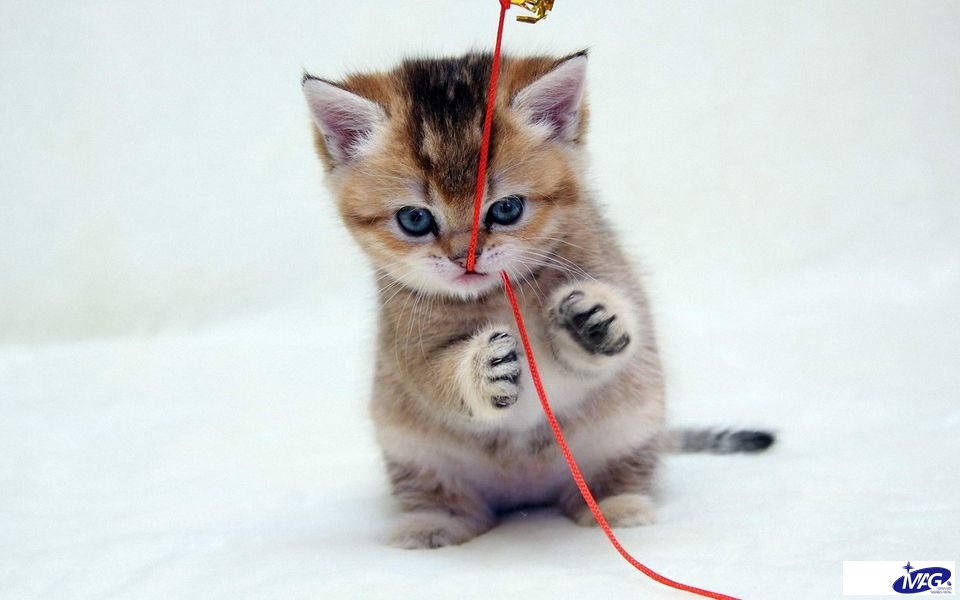 猫咪拉稀、便秘、呕吐？猫咪三大