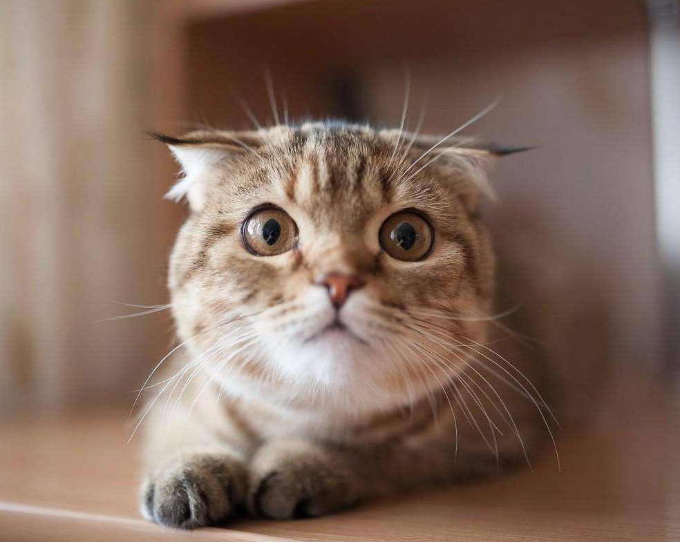猫咪卵磷脂有哪些特别之处？什么