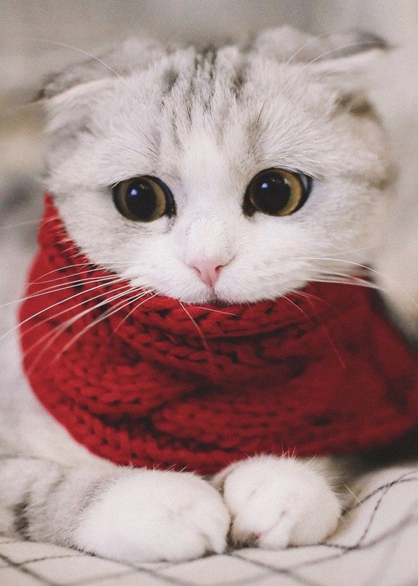 宠物卵磷脂当真有美毛的效果？猫