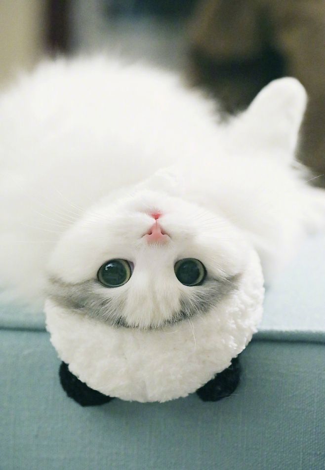 MAG宠物羊奶粉——关爱你的猫咪